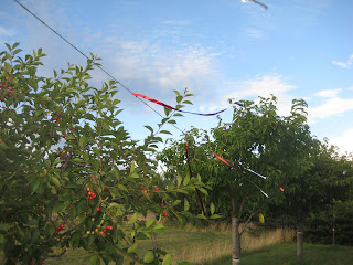 Keeping birds out of cherries