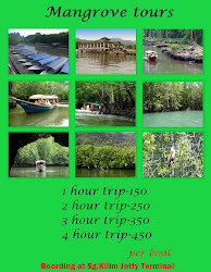 Mangrove tours
