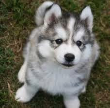 Husky Pup