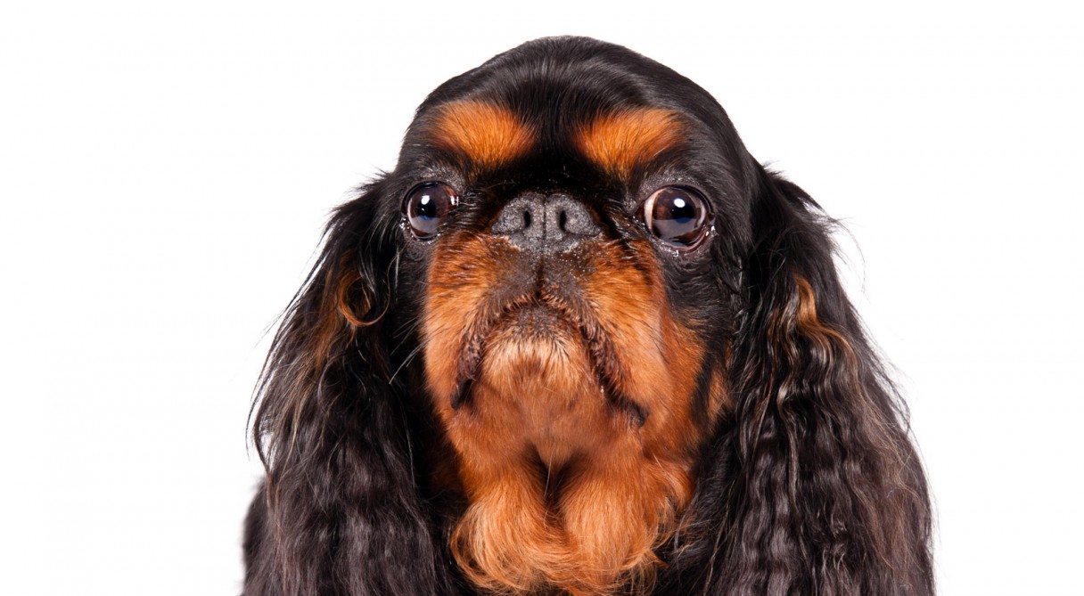 Everything about your English Toy Spaniel - LUV My dogs