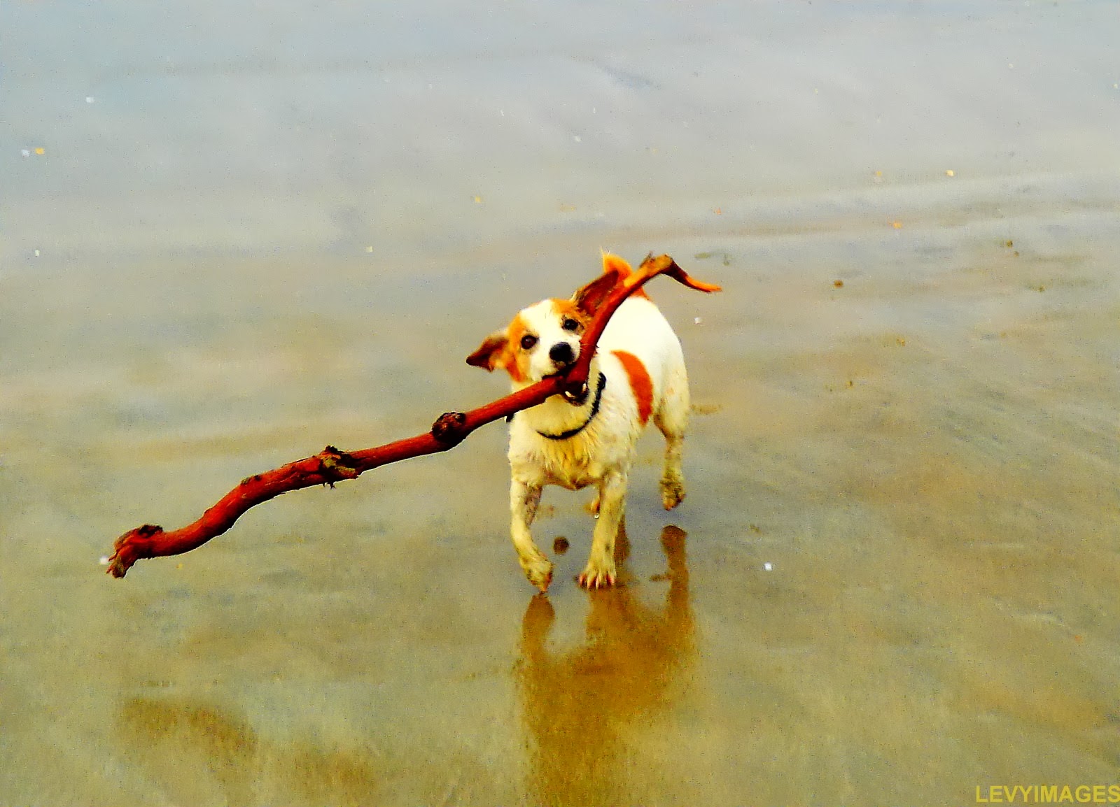 The Flying Tortoise Throwing A Stick For Your Dog To Fetch Is Dangerous...
