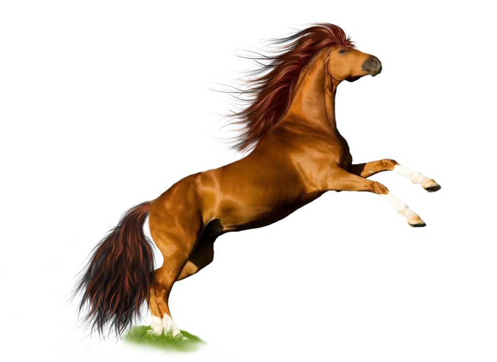 Bem Fácil PNG : Cavalos 24