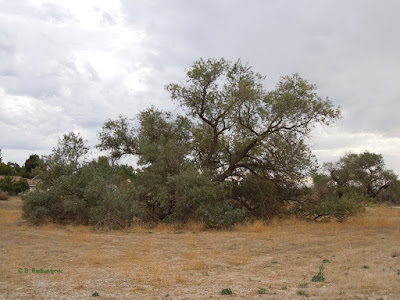 Large Willow Tree at Larry Moore Park,  © B. Radisavljevic