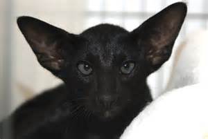 Black Siamese Cat - The Colors of the Siamese Cat | Siamese Cats And
