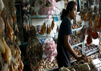 Kembangkan Usaha Kerang Batu Merah, Pemkot Bangun Rumah Produksi 1 kerajinan kerang