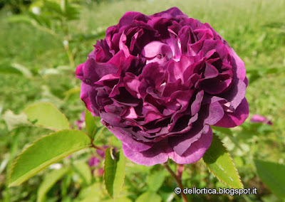 rosa l eveque the bishop confetture sali aromatici erbe secche mela e pera essiccata alla fattoria didattica dell ortica a Savigno Valsamoggia Bologna in Appennino vicino Zocca