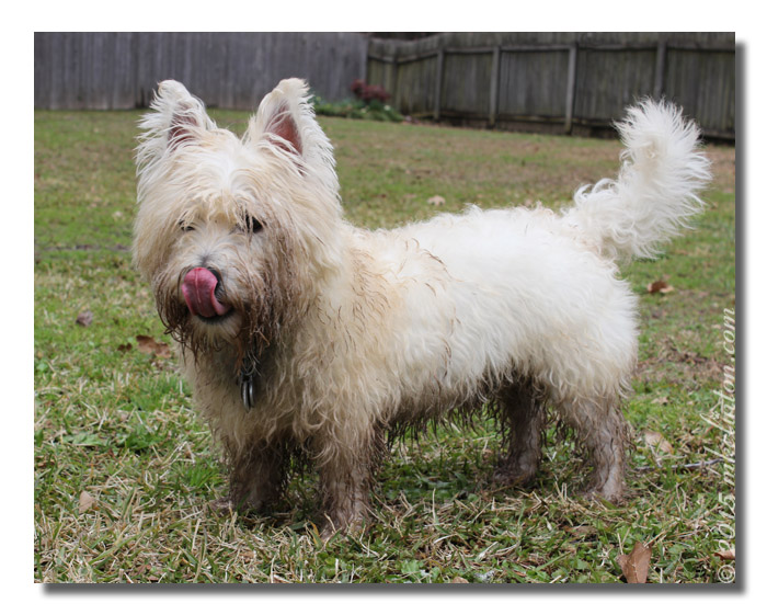 Pierre Westie covered in mud and licking his mouth.