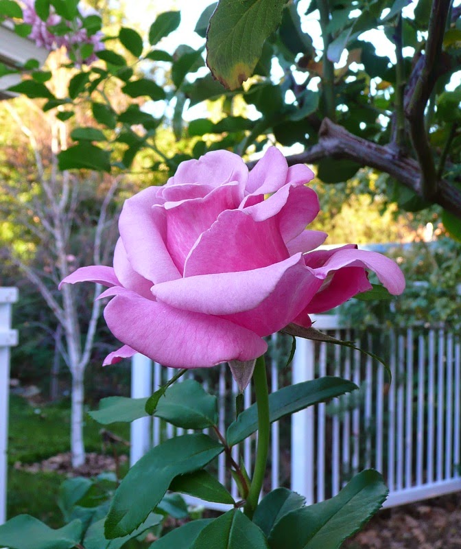 Yard Tales This rose is Heaven Scent