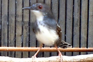 Burung Ciblek - Perawatan Burung Ciblek Agar Rajjin Berkicau, Gacor dan Ngebren - Penangkaran Burung Ciblek