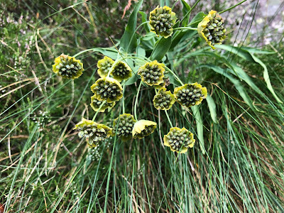 [Apiaceae] Bupleurum petraeum – Rock Hare’s Ear (Bupleuro delle rocce)