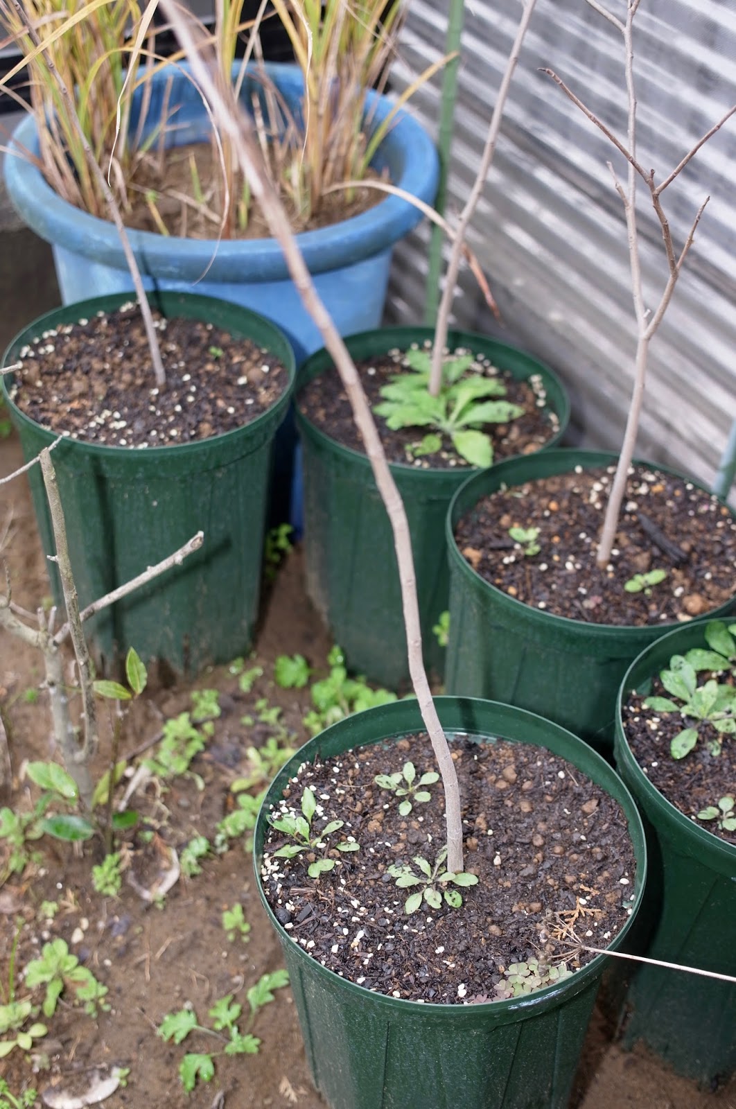 カエル果樹園は蒼い果実の夢を見るか?