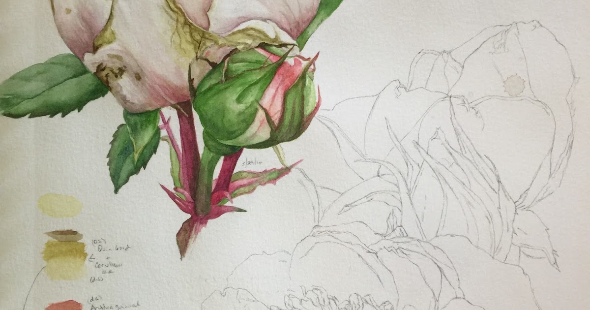 Lavender Lilly Dilly Dilly Rose