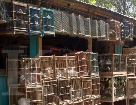 membuka toko pakan burung