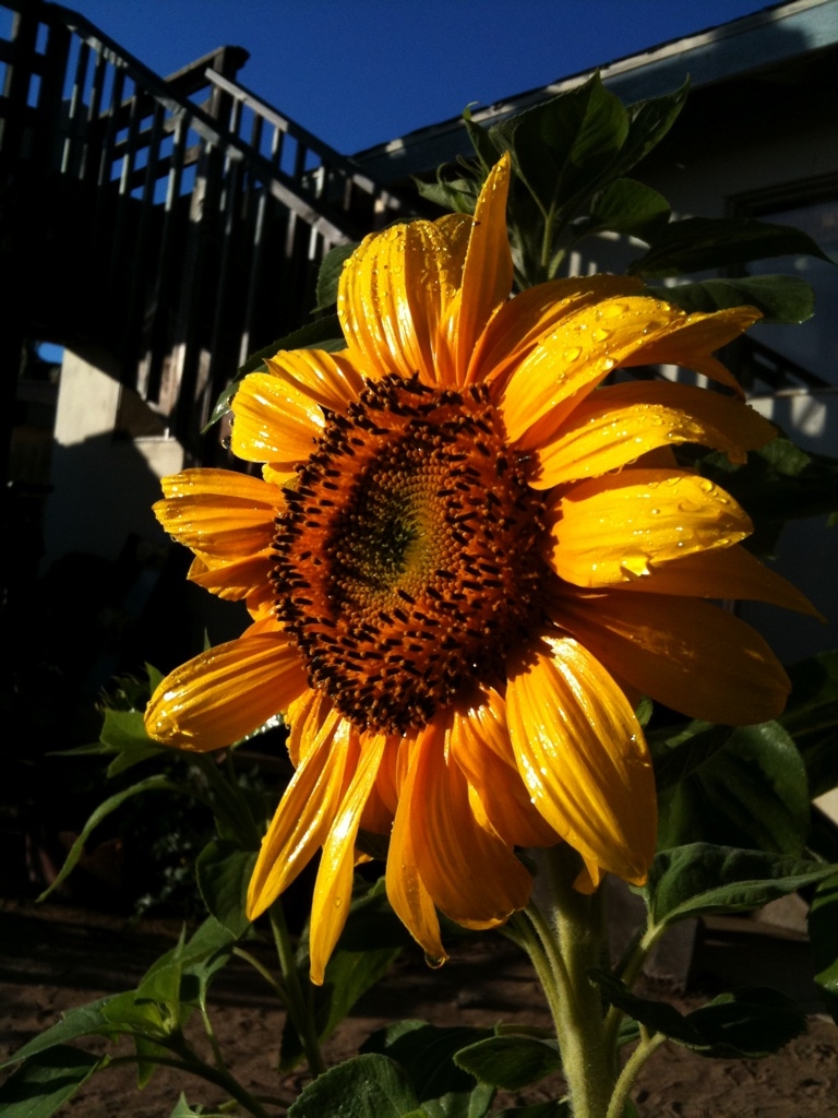 The importance of sunflowers in the vegetable garden