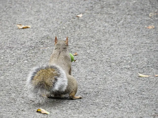 Squirrel at the National Botanic Gardens in Dublin