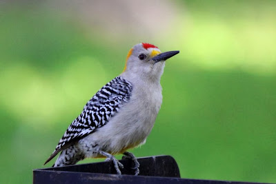 Golden fronted Woodpecker