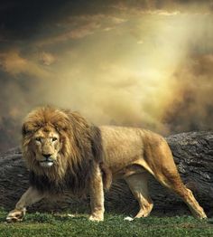 lion images