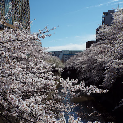 石神井川　加賀橋の桜