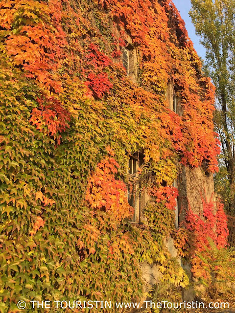 The facade of a three-storey house overgrown with bright red and golden autumn leaves.