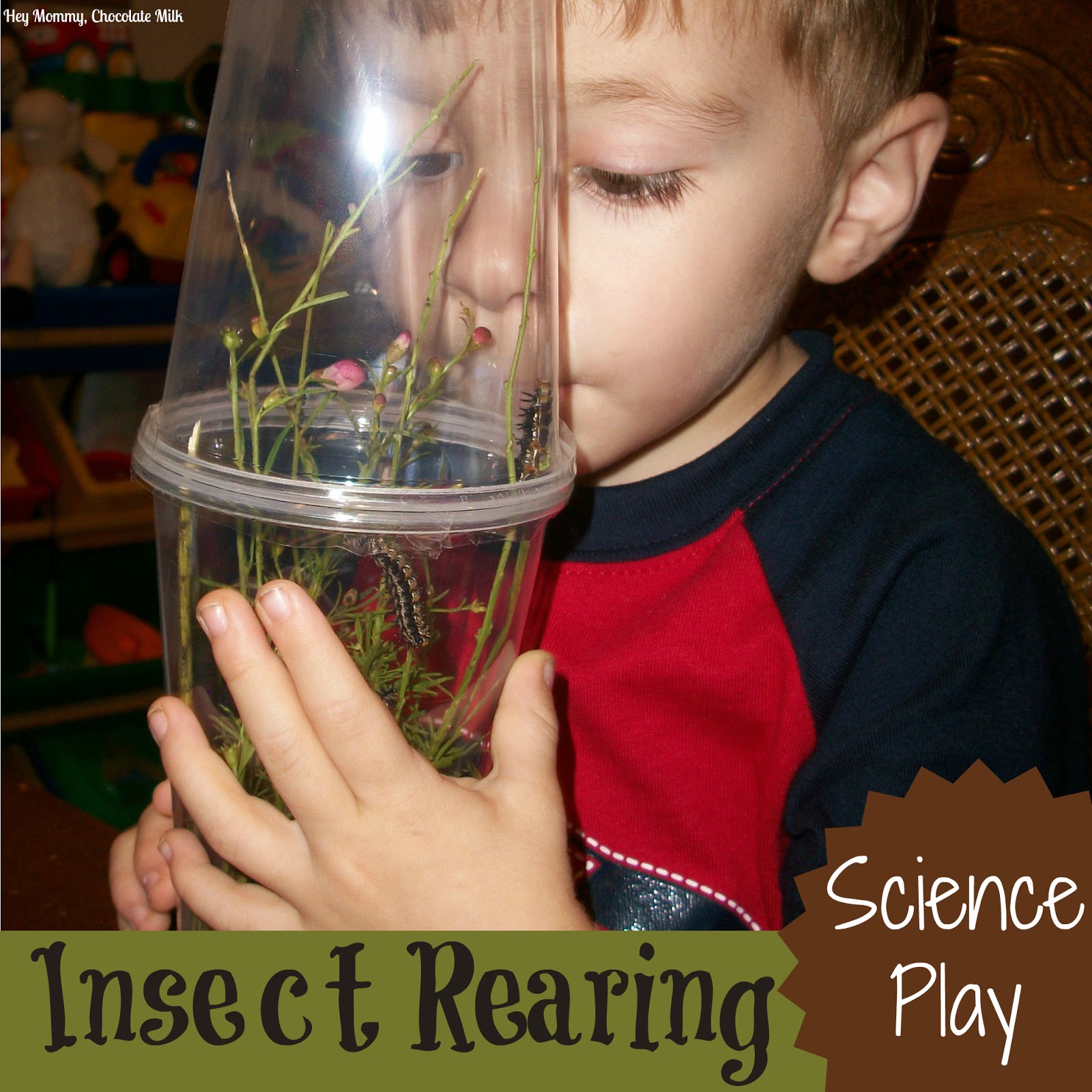 Hey Mommy, Chocolate Milk: Insect Rearing - Science Play
