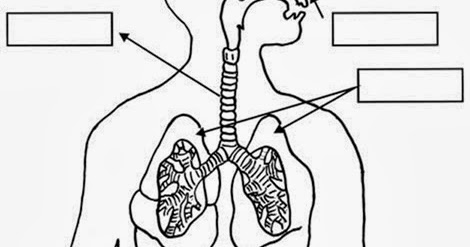 Mis Cosas De Maestra La Nutricion Ii Aparato Respiratorio Y Respiracion