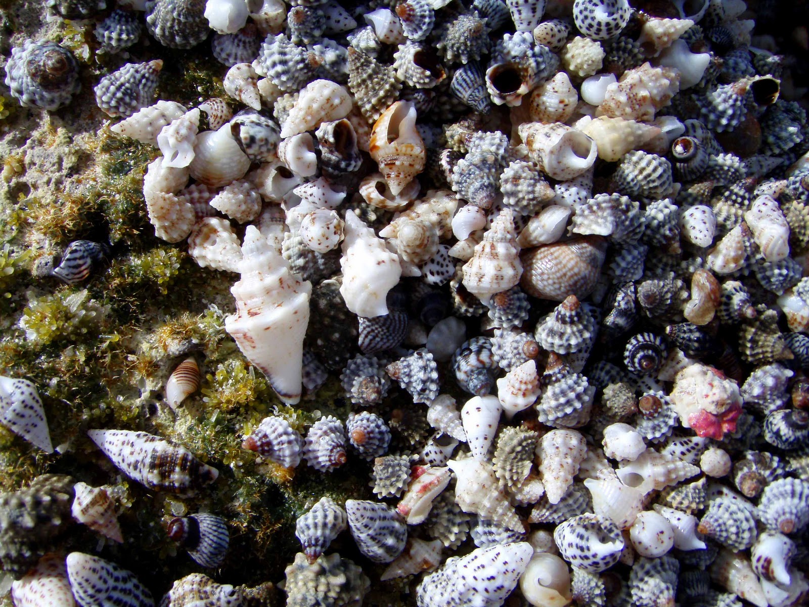 Exuberant Sailing: Puttering Through Pipe Creek