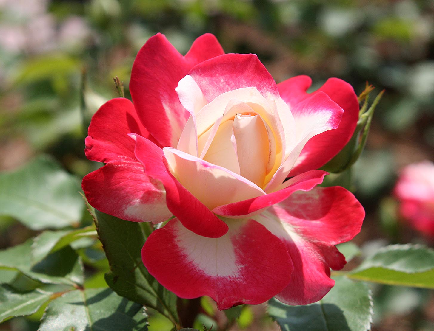 Southern Lagniappe: An Old-Fashioned Rose Garden