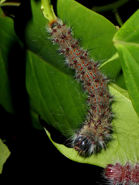 Holocerina species Malawi caterpillar Holocerina species Malawi caterpillar