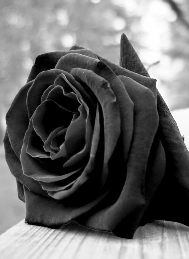 DRAGON García Márquez / Artificial Roses