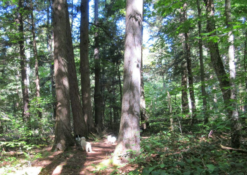 Windswept Adventure Floodwood Loop Trail, From Middle Pond To
