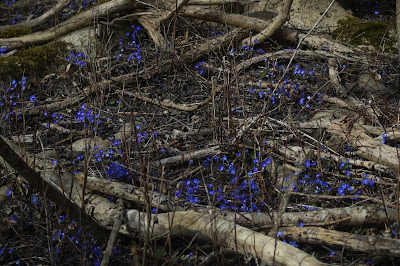 Blå Anemone Lat :Hepatica nobilis
