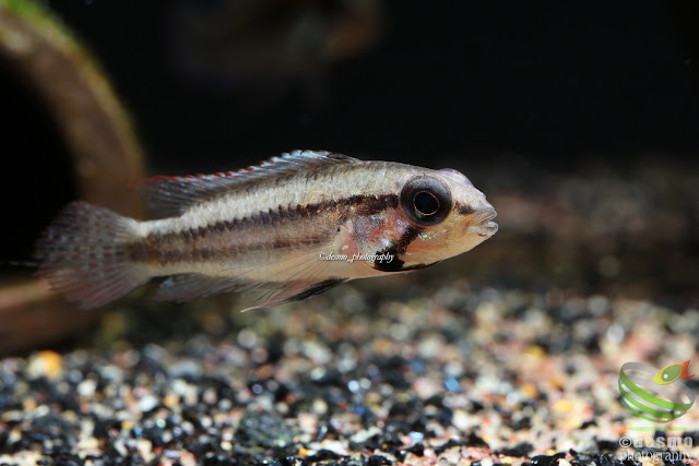 Apistogramma psammophila