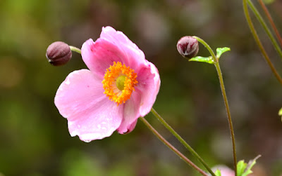 anemone japonica pink flower buds