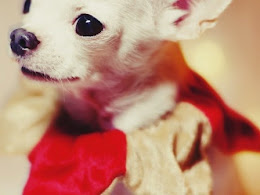 Puppies Protected Lost Alabama Boy