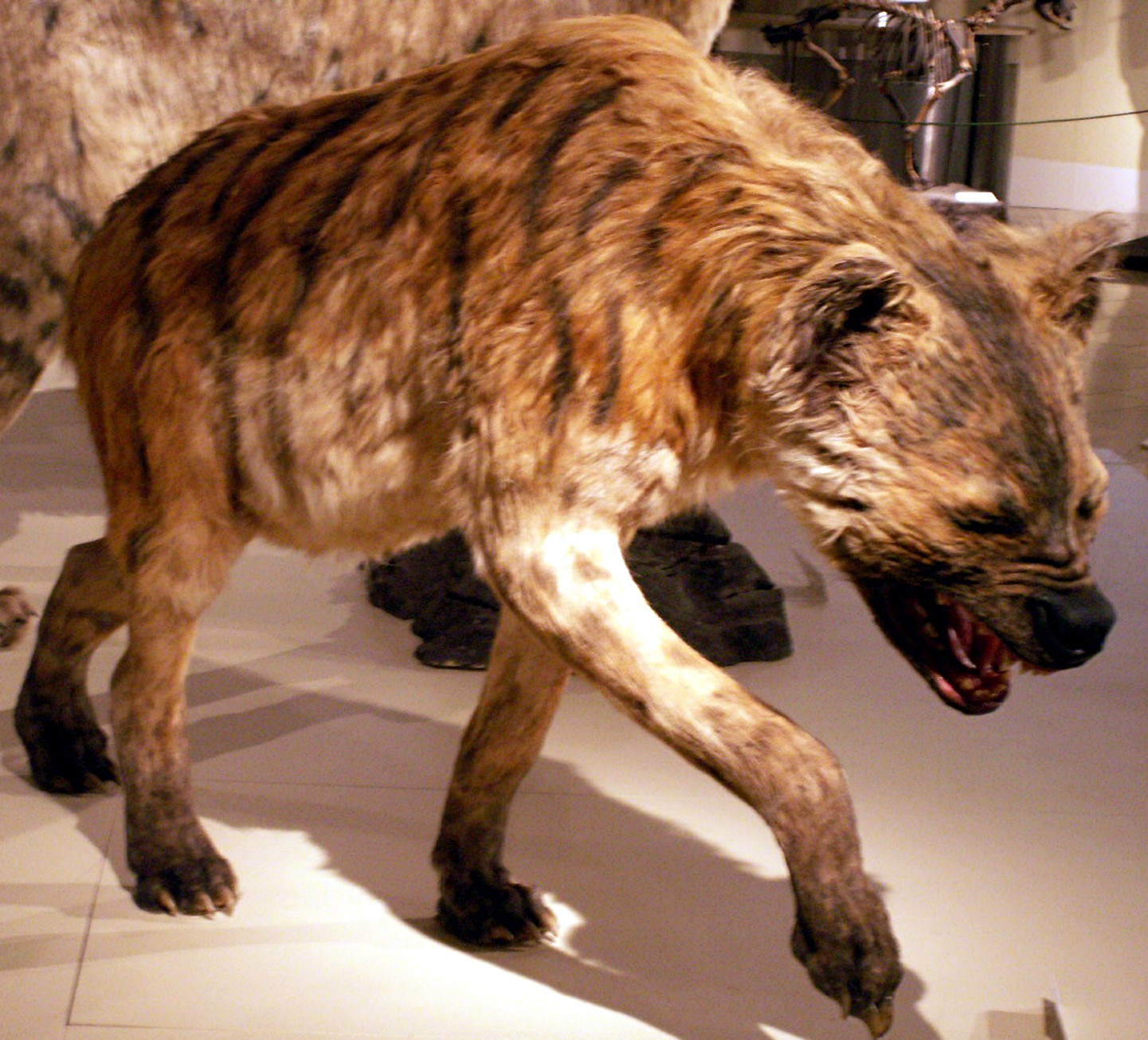 Is the booaa a mysterious giant hyaena, such as the supposedly long-extinct...
