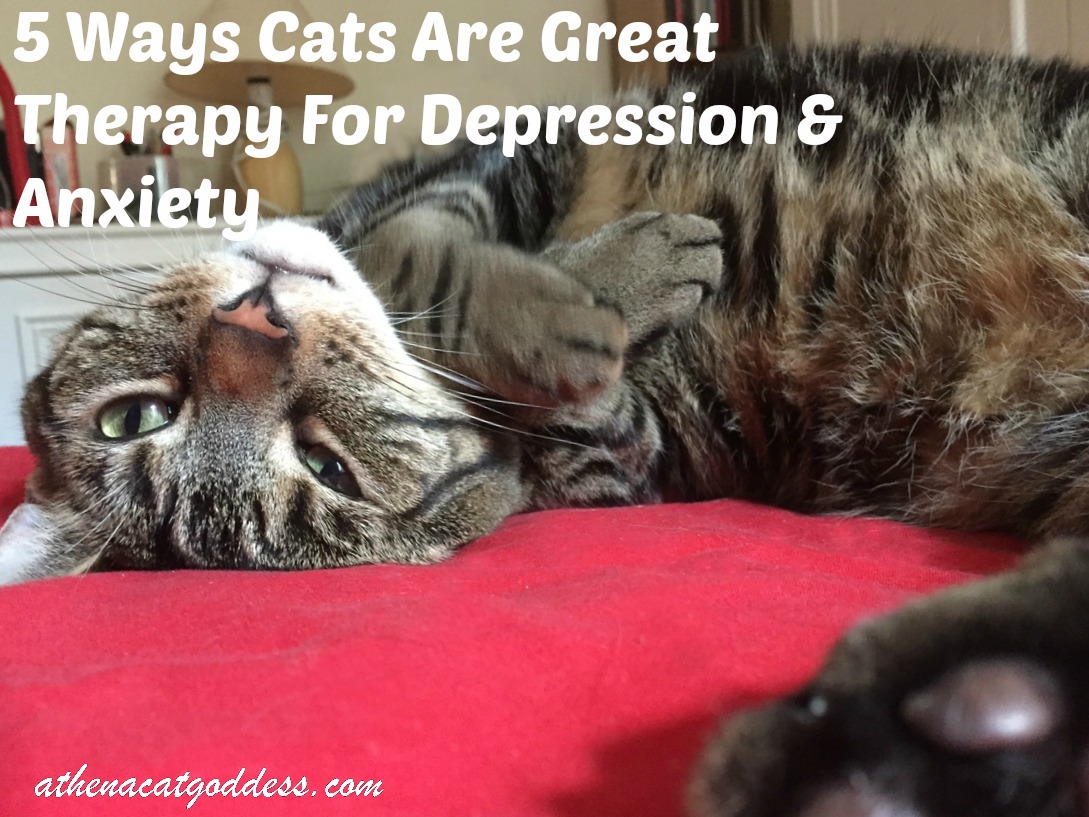 Athena Cat Goddess Wise Kitty 5 Ways Cats Are Great Therapy for