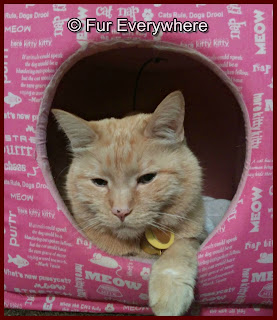 Carmine hangs out in his pink kitty cube.