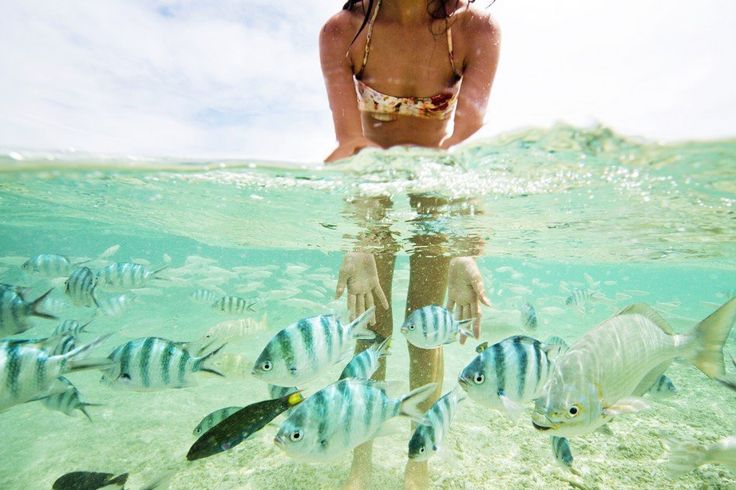 Great Barrier Reef, Australia Great Barrier Reef, Australia