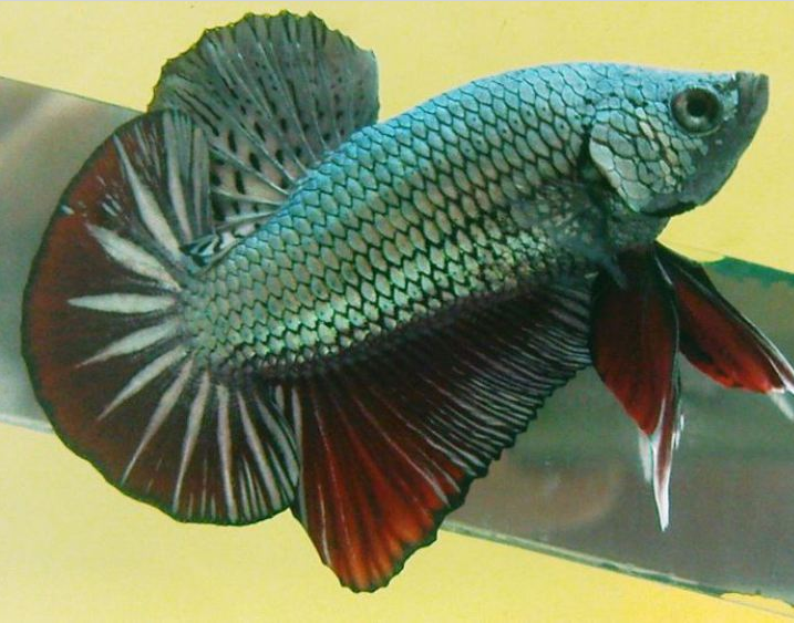 Jenis-Jenis Ikan Cupang Hias Plakat (petarung)