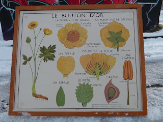  Le bouton d'or et la Tulipe rossignol affiche ecole
