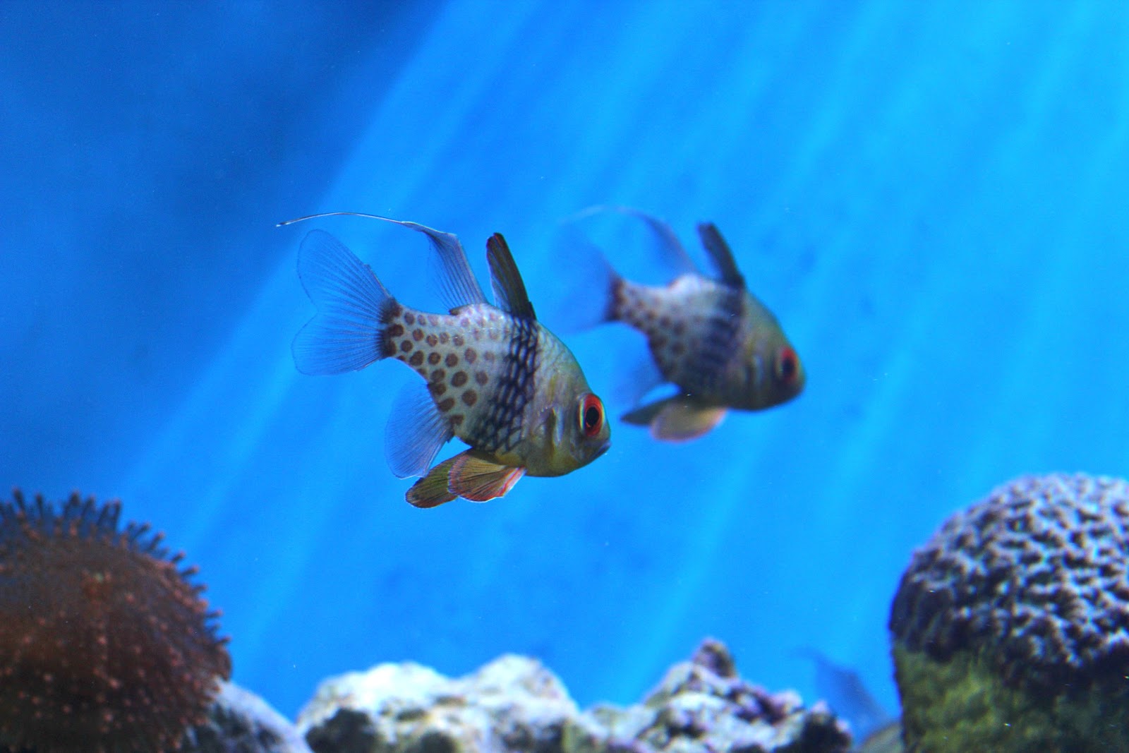 Family fun in Pensacola Gulfarium Marine Adventure Park