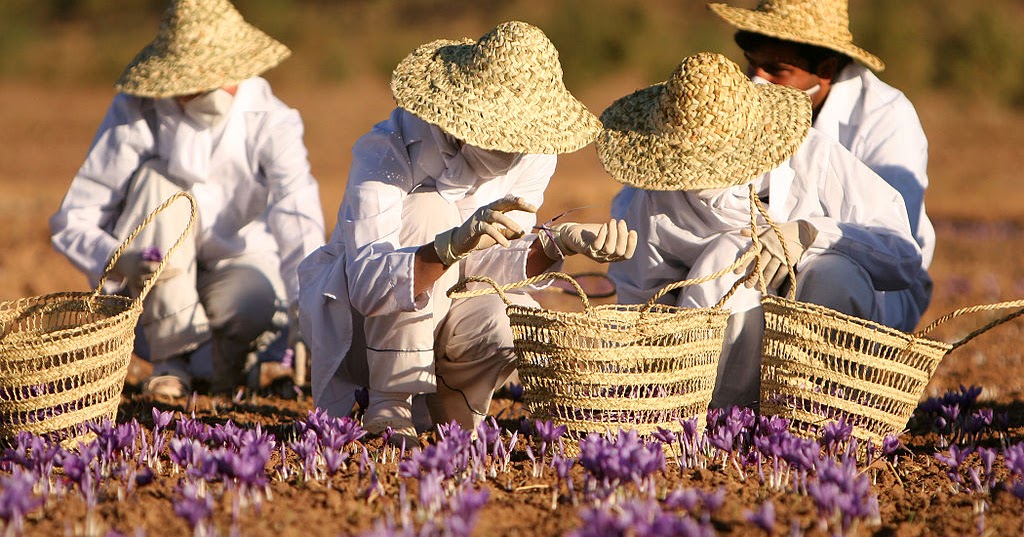 HOW TO GROW SAFFRON The Garden of Eaden