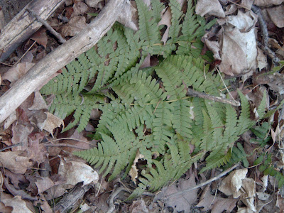 [Photo: mystery fern]