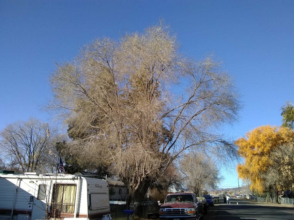 Xtremehorticulture of the Desert 2017