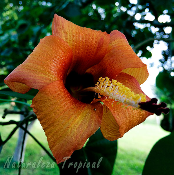 Flor del Árbol Majagua, Talipariti elatum