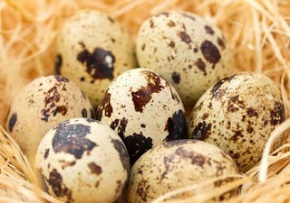 Manfaat Kuning Telur Puyuh untuk Burung Kenari