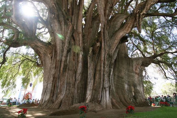 Árbol del Tule, Mexico