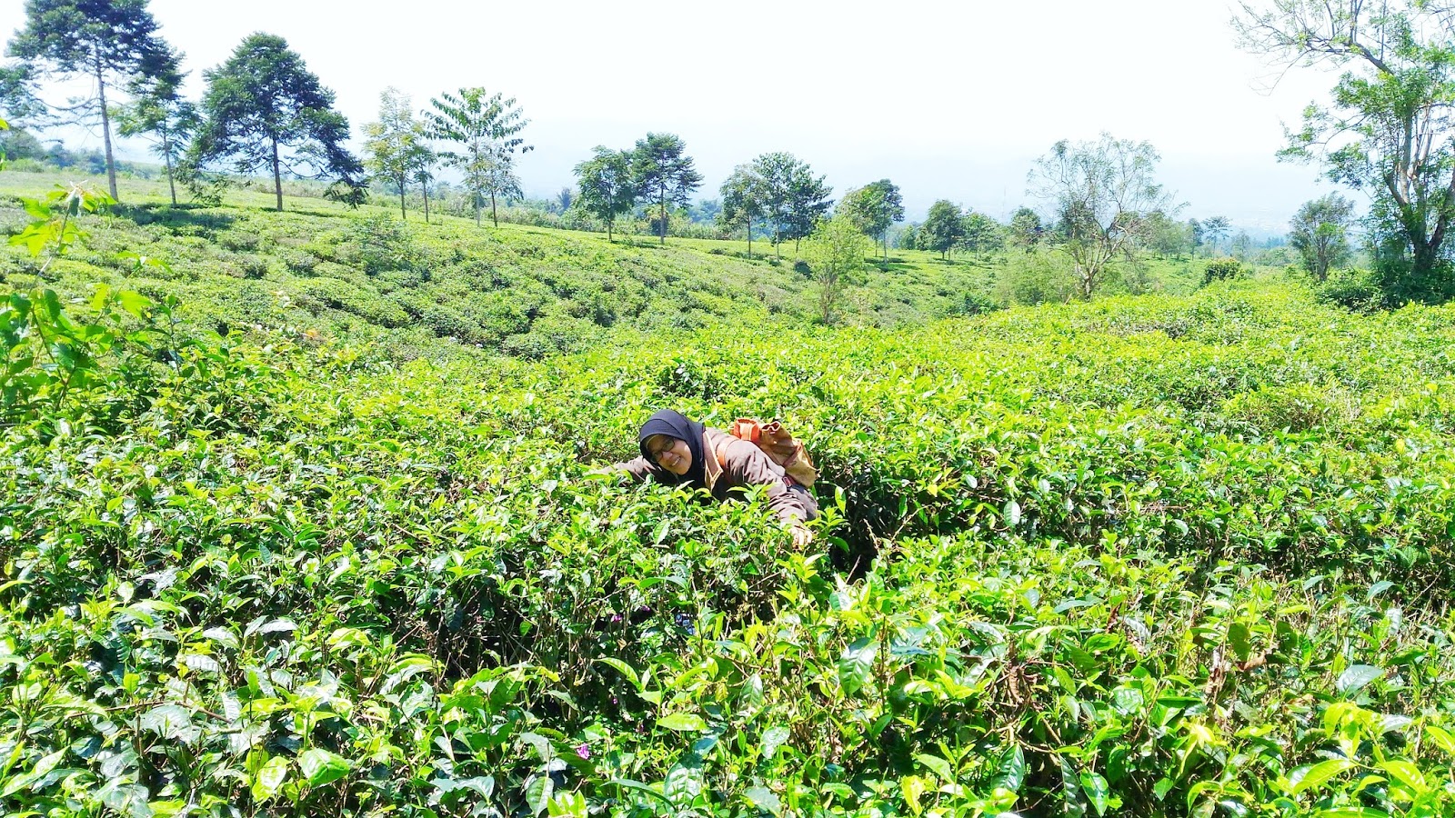 Cuci Mata ke Wisata Alam Pondok Halimun Sukabumi - Lingga ...