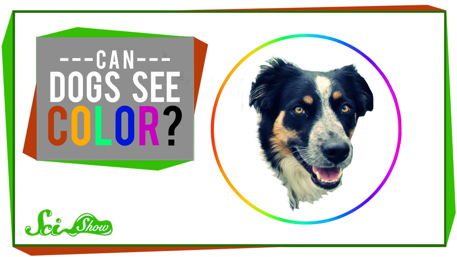 Can Dogs Only See Black And White