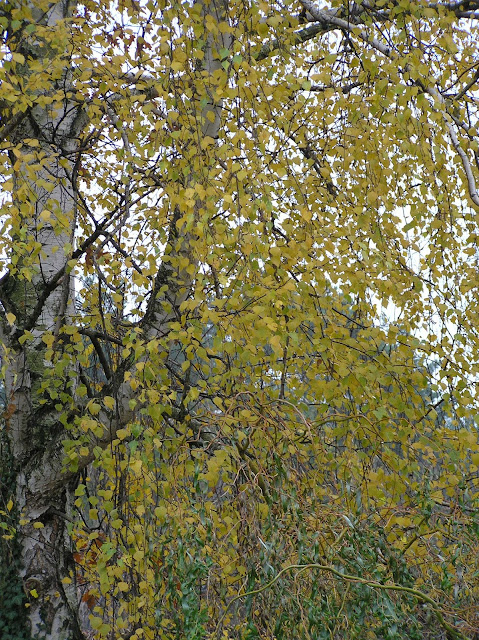 brzoza brodawkowata jesienią